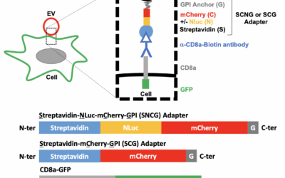Une technologie innovante brevetée permettant de cibler les vésicules extracellulaires vers des cellules spécifiques.