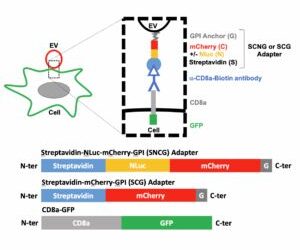 Une technologie innovante brevetée permettant de cibler les vésicules extracellulaires vers des cellules spécifiques.