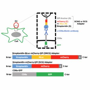 Une technologie innovante brevetée permettant de cibler les vésicules extracellulaires vers des cellules spécifiques.