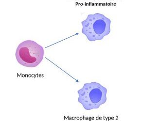 Reprogrammer des cellules immunitaires pour optimiser les stratégies d’immunothérapie