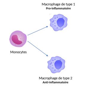 Reprogrammer des cellules immunitaires pour optimiser les stratégies d’immunothérapie